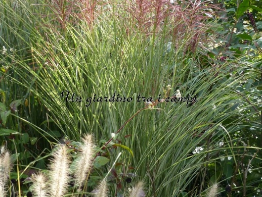 Miscanthus sinensis "Morning Light"