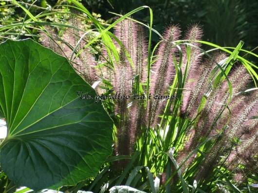 Pennisetum alopecuroides "Moudry"