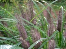 Pennisetum alopecuroides "Moudry"