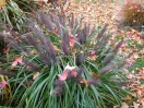 Pennisetum alopecuroides "Moudry"