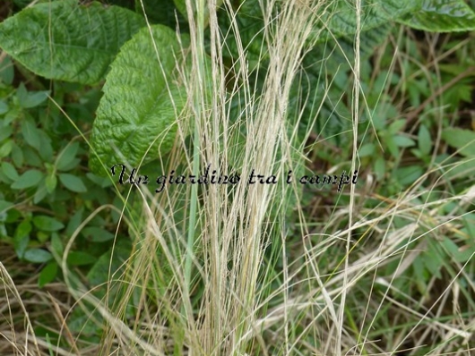 Nassella (stipa) tenuissima