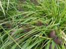 Pennisetum alopecuroides "National arboretum"