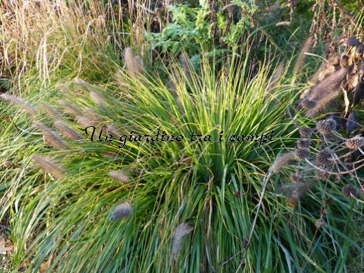 Pennisetum alopecuroides "National arboretum"