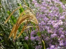 Miscanthus nepalensis