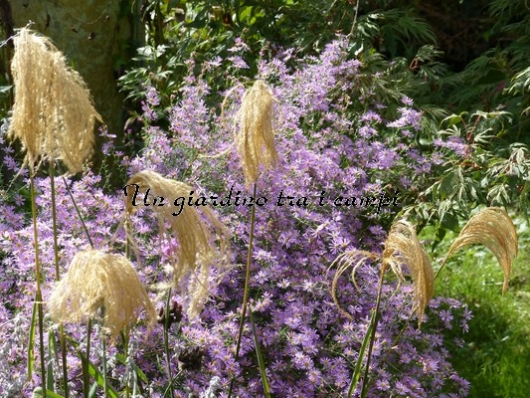 Miscanthus nepalensis