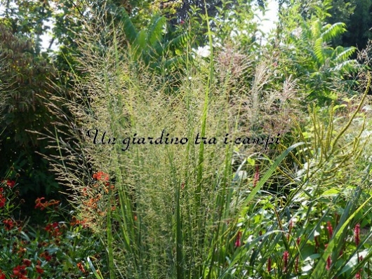 Panicum virgatum "Northwind"