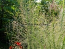 Panicum virgatum "Northwind"