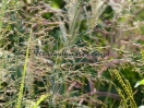 Panicum virgatum "Northwind"