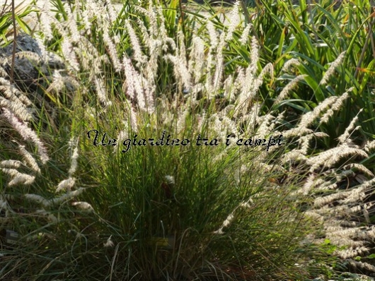 Pennisetum orientale