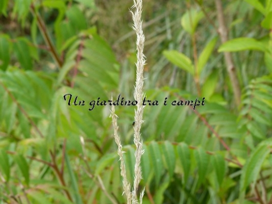 Calamagrostis Xacutiflora "Overdam"