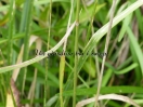 Calamagrostis Xacutiflora "Overdam"