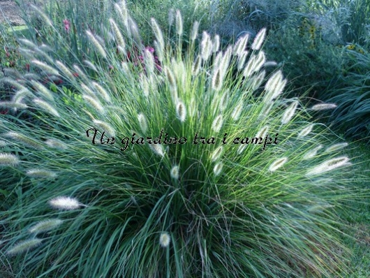 Pennisetum alopecuroides "Paul's giant"