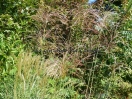 Miscanthus sinensis "Poseidon"