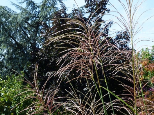 Miscanthus sinensis "Poseidon"