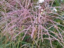 Miscanthus sinensis "Poseidon"