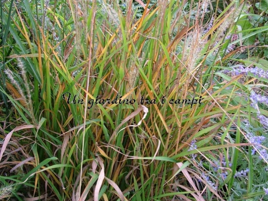 Miscanthus "Purpurascens"