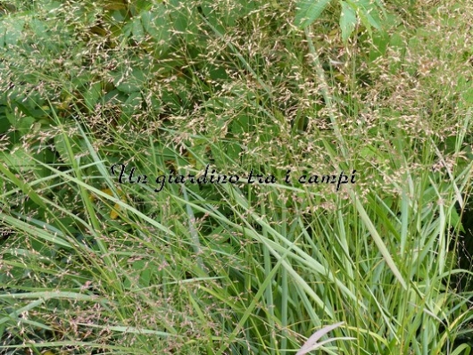 Panicum virgatum "Rebraun"