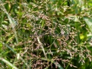 Panicum virgatum "Rebraun"