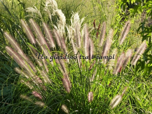 Pennisetum alopecuroides "Red Head"