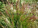 Pennisetum massaicum "Red Buttons"