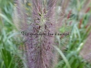 Pennisetum alopecuroides "Red Head"