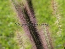 Pennisetum alopecuroides "Red Head"