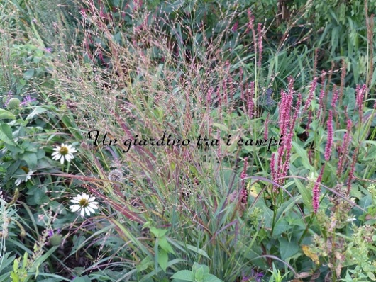 Panicum virgatum "Shenandoah"