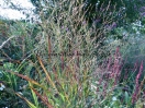 Panicum virgatum "Shenandoah"