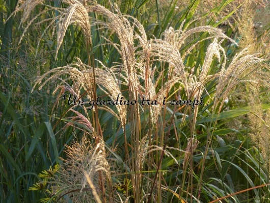 Miscanthus nepalensis "Shikola"