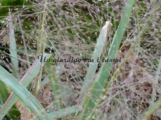 Eragrostis spectabilis