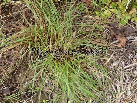 Stipa gigantea