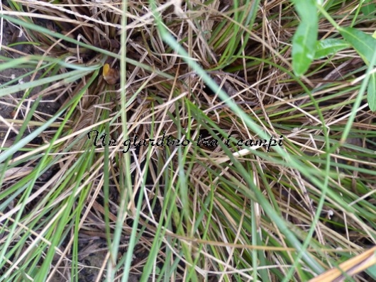 Stipa gigantea "Gold Fontaene"