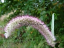 Pennisetum orientale "Tall Tail"