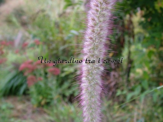 Pennisetum orientale "Tall Tail"