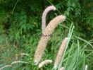 Pennisetum orientale "Tall Tail"