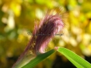 Pennisetum orientale "Tall Tail"