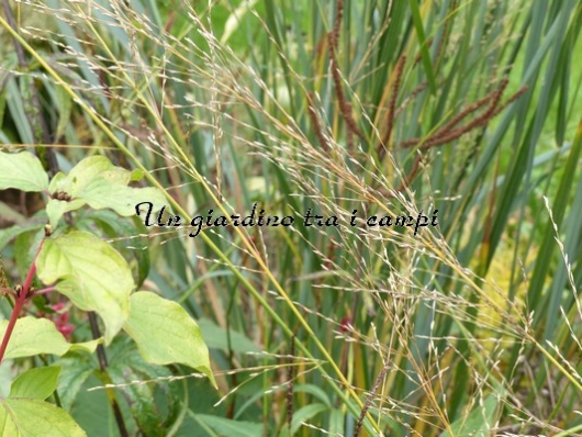 Molinia caerulea subsp. arundinacea "transparent"