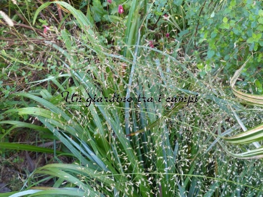 Eragrostis trichoides