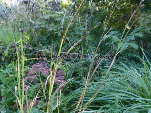 Panicum Virgatum "Warrior"