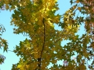 Liquidambar acalycina