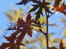 Liquidambar styraciflua "Andrew Hewson"