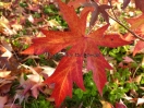 Liquidambar styraciflua "Andrew Hewson"