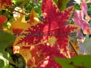 Liquidambar styraciflua "Anja"