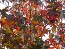 Liquidambar styraciflua "Burgundii"