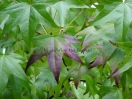 Liquidambar styraciflua "Burgundii"