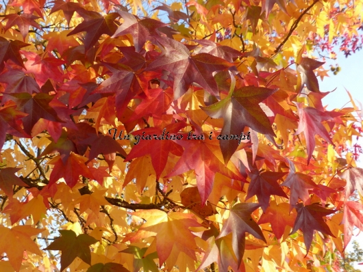 Liquidambar styraciflua "Burgundii"