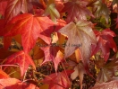 Liquidambar styraciflua "Burgundii"