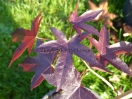 Liquidambar styraciflua "Dark Autumn"