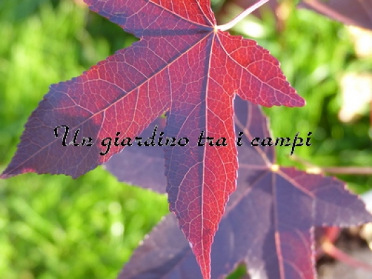 Liquidambar styraciflua "Dark Autumn"