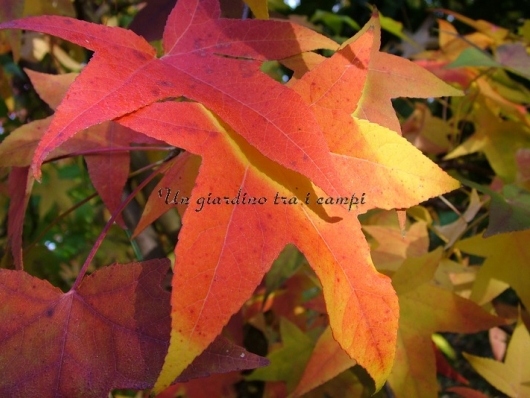 Liquidambar styraciflua "Festival"